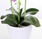Storczyk orchidea sztuczna 24 kwiaty biała