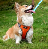 Szelki treningowe spacerowe dla psa ASTRO pomarańczowe rozmiar S