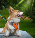 Szelki treningowe spacerowe dla psa ASTRO pomarańczowe rozmiar S