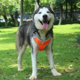 Szelki treningowe spacerowe dla psa ASTRO pomarańczowe rozmiar L
