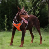 Szelki treningowe spacerowe dla psa ASTRO pomarańczowe rozmiar L
