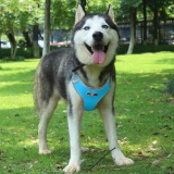 Szelki treningowe spacerowe dla psa ASTRO błękitne rozmiar L
